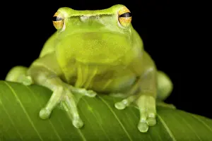 Treefrog: Orinoco lime treefrog (Sphaenorhynchus lacteus)