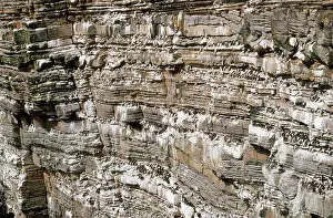 Orkneys: Orkney - bird cliffs
