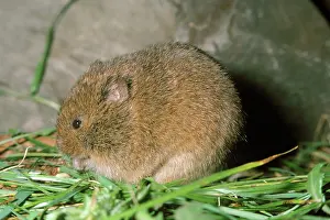 Orkneys: ORKNEY VOLE