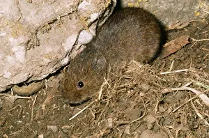 Orkneys: Orkney Vole