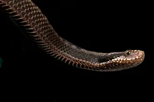 Vipera: Orlov's viper (Vipera orlovi), Caucasus, Russia