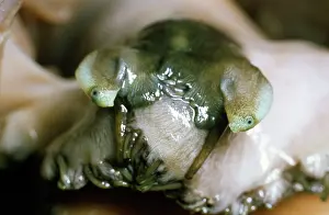 Tuberculata: Ormer Fish - Head & eyes