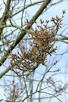 Broom: Ornamental cherry
