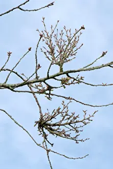 Broom: Ornamental cherry