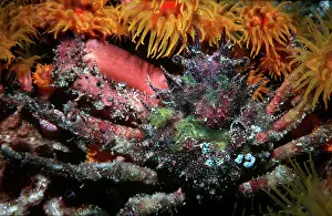 Sponges: Ornamental Crab - these fascinating crabs grow