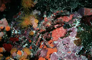 Sponges: Ornamental crab.- these fascinating crabs grow