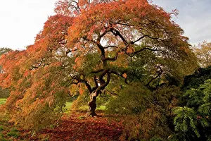 Dissectum: An ornamental Japanese Maple - autumn