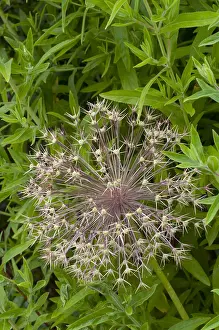 Private: Ornamental onion in bloom in a garden Allium cristophii