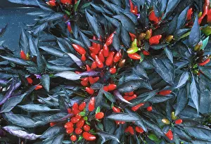 Peppers: Ornamental pepper plant