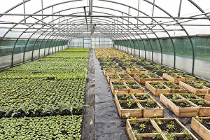 Cosmos: Ornamental plants growing square in a greenhouse