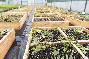 Cosmos: Ornamental plants growing square in a greenhouse