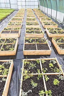 Cosmos: Ornamental plants growing square in a greenhouse