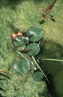 Manmade: Ornamental pond