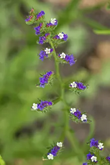 Limonium: An ornamental sea-lavender
