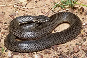 Maculata: Ornamental Snake