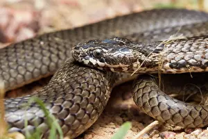 Maculata: Ornamental Snake