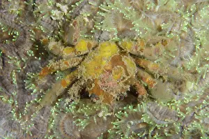 Weda: Ornamental Spider Crab on coral - Tanjung Uli dive