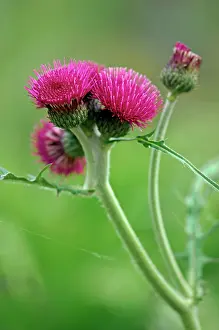 Arty: Ornamental thistle - An erect herbaceous perennial