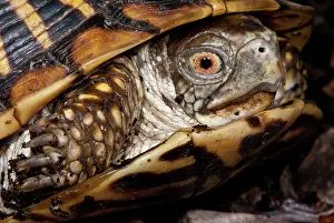 Terrapene: Ornate Box Turtle