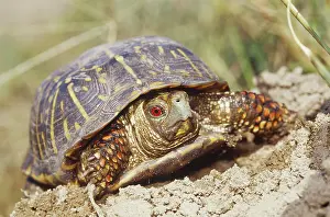 Terrapene: Ornate Box Turtle