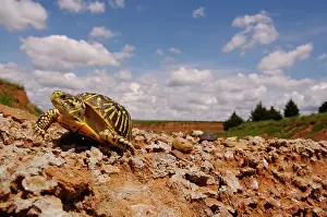 Terrapene: Ornate Box Turtle