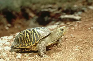 Terrapene: Ornate Box Turtle (Terrapene ornata ornata)