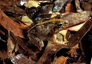 Ornatus: Ornate burrowing frog