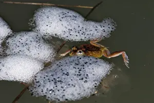 Fertilized: Ornate Burrowing Frog