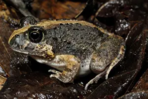 Ornatus: Ornate Burrowing Frog