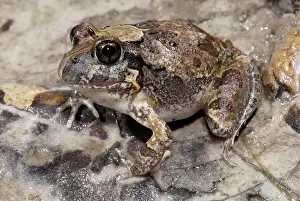 Ornatus: Ornate Burrowing Frog