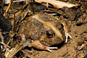 Ornatus: Ornate burrowing frog