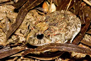 Ornatus: Ornate burrowing frog