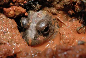 Ornatus: Ornate Burrowing Frog