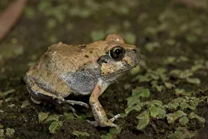 Ornatus: Ornate Burrowing Frog