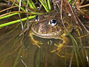 Ornatus: Ornate Burrowing Frog