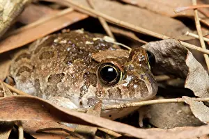 Calliope: Ornate Burrowing Frog