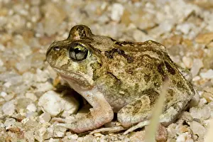 Ornatus: Ornate burrowing frog