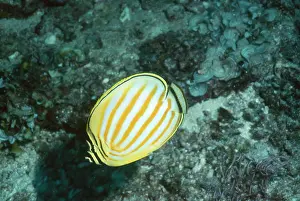 Chaetodon: Ornate Butterflyfish