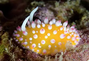 Cerata: Ornate Cadlinella Nudibranch with pink-tipped white