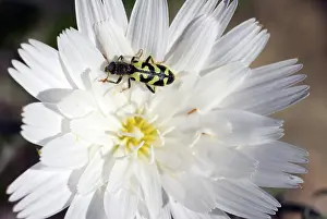Checkered: Ornate Checkered Beetle