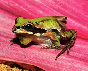 Chorus: Ornate Chorus Frog