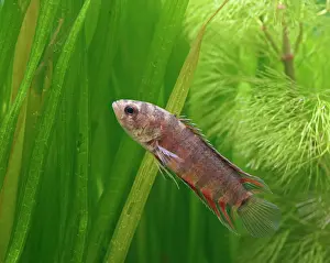 Democratic: Ornate ctenopoma - side view, tropical freshwater