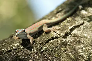 Mascarene: Ornate Day Gecko