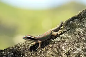 Mascarene: Ornate Day Gecko