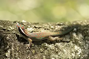 Mascarene: Ornate Day Gecko