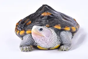 Mangrove: Ornate diamondback terrapin (Malaclemys terrapin