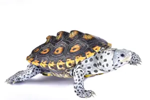 Mangrove: Ornate diamondback terrapin (Malaclemys terrapin