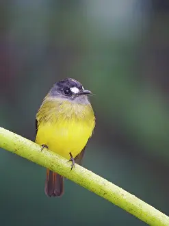Flycatcher: Ornate Flycatcher Myiotriccus ornatus Ecuador BI
