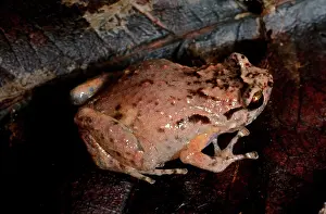 Ornatus: Ornate frog - very small frog (about 2.5 cm) with