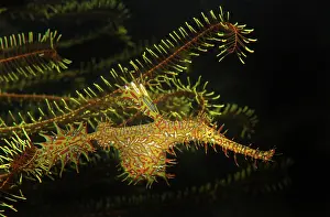 Paradoxus: Ornate Ghost Pipefish